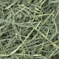 Primo piano di erba tagliata verde