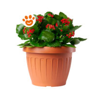 Bama Terra Vaso Da Fiori