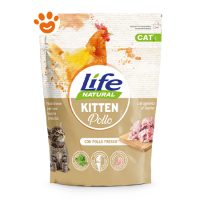 Life Cat Kitten Pollo