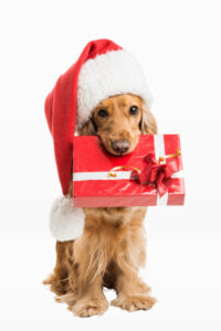 NATALE Cane con cappello di Natale e regalo rosso
