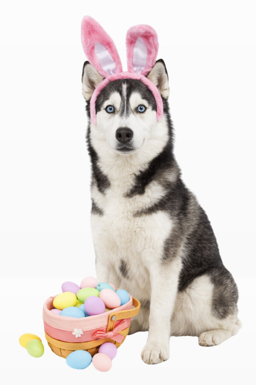 PASQUA Husky con orecchie da coniglio e uova colorate