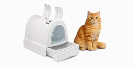 Toilette Gatto vicino a lettiera chiusa bianca