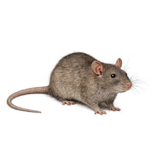 Ratto marrone su sfondo bianco