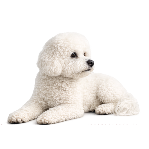 Cane bianco riccio sdraiato su sfondo bianco